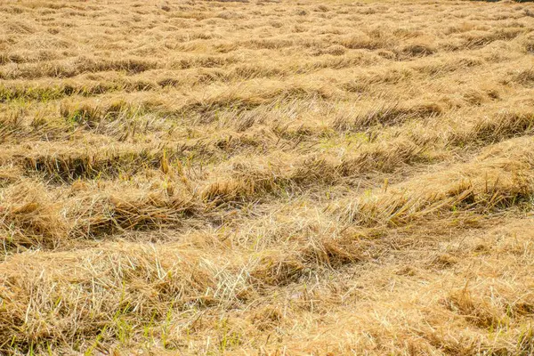 Rice stubble after harvest.Yellow rice plants after harvest.Yellow dry rice straw stubble