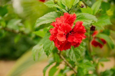 Yeşil bir arka plan bulanık kırmızı hibiscus çiçek