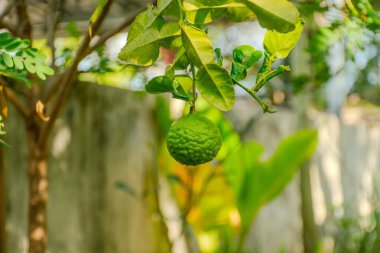 Ağaçta kafeinsiz kireç meyvesi, limonlu limon veya kaffir limonlu meyveye yakın.