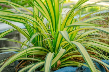 Pandanus Sanderi arka plan ve duvar kağıdı eker