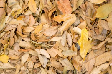 Ormanda yerde kuru yapraklar, ölü yaprak dokusu. Sarı kuru yapraklar, sonbahar arkaplanı