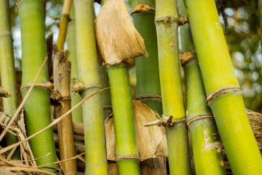 Yeşil bambu ormanlarını kapatın.