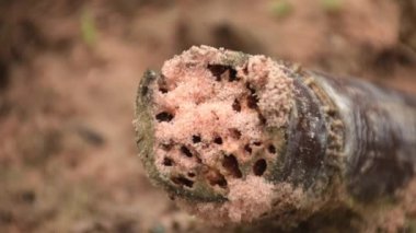 Karıncalar yuvalarını bir dala kurarlar..