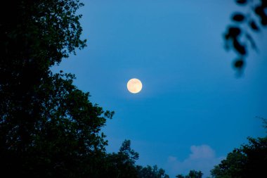 A full moon casting its ethereal glow over a nocturnal landscape, illuminating the silhouette of tree against the vast expanse of the night sky. clipart