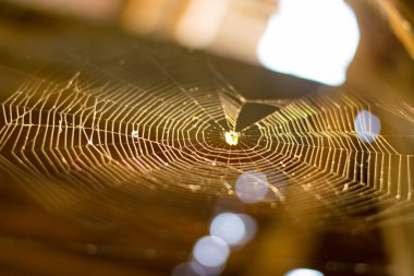 Golden Spiderweb in Sunlight. The delicate spiderweb, bathed in the soft glow of winter afternoon sun. clipart