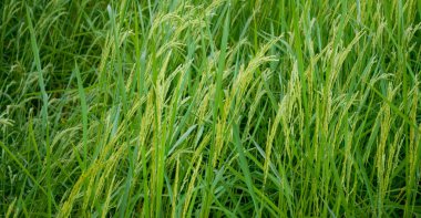 Yeşillik Pirinç Bitkileri ve Panik Hasattan Önce