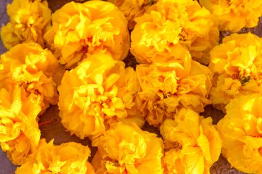 Yerdeki Güzel Sarı Çiçeklerin Yakın Çekimi, Canlı Sarı Çiçekler Yakın plan.