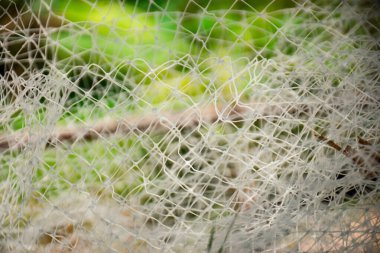 Bulanık yeşil zemin ile beyaz fiber ağ dokusu, Yeşil zemin üzerinde beyaz ağ dokusu.
