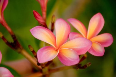 Akşamları turuncu ve pembe frangipani çiçekleri, Gündoğumu Plumeria Puslu Manzara İçin Çiçekler.