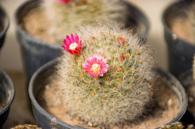 Pembe çiçekli pofuduk kaktüs, pembe çiçekli güzel kaktüs..