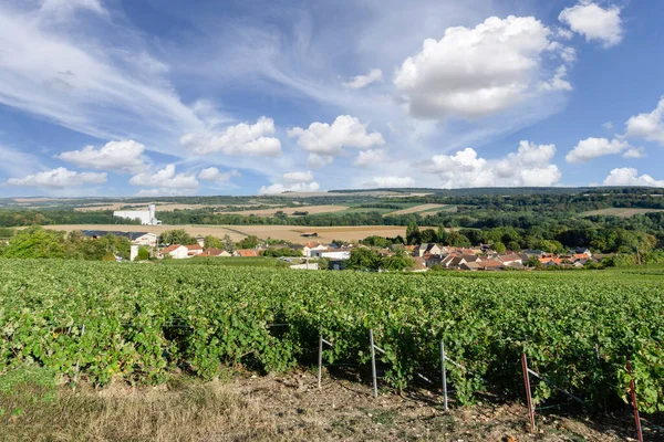 法国Reims市Montagne Reims香槟酒葡萄园中的葡萄藤排 — 图库照片