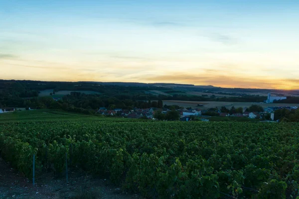 Řada Vinných Hroznů Vinicích Šampaňského Montagne Reims Remeš Francie — Stock fotografie