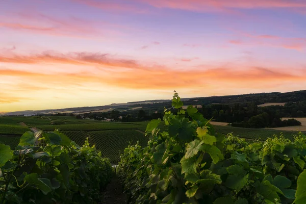 Rij Wijndruiven Champagnewijngaarden Montagne Teneris Reims Frankrijk — Stockfoto