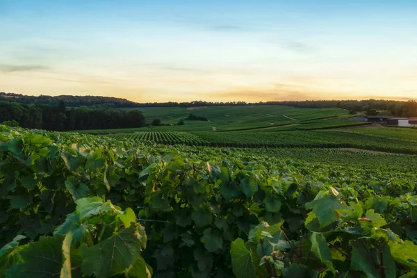 Rad Vindruva Champagne Vingårdar Montagne Reims Reims Frankrike — Stockfoto