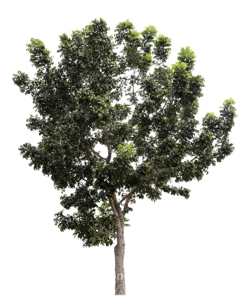 Μεγάλο Πράσινο Δέντρο Απομονώνεται Λευκό Φόντο Διαδρομή Αποκοπής — Φωτογραφία Αρχείου