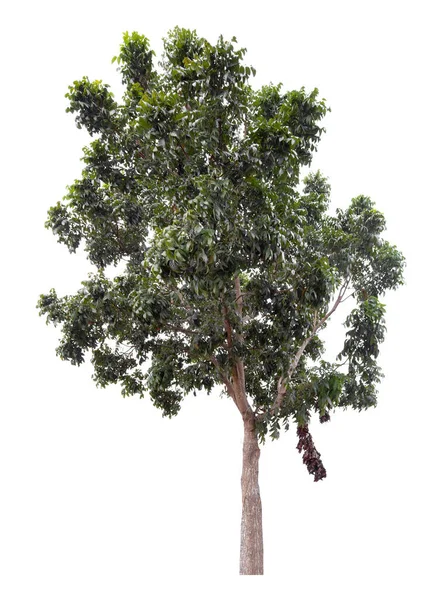 Großer Grüner Baum Steht Isoliert Auf Weißem Hintergrund Schneidpfad — Stockfoto