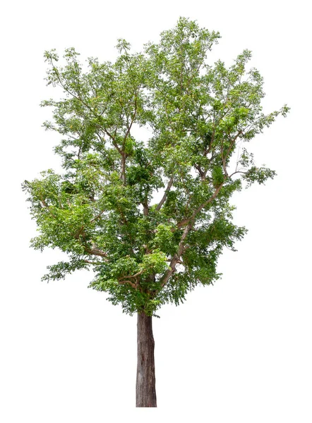 Большое Зелёное Дерево Выделяется Белом Фоне Путь Вырезания — стоковое фото