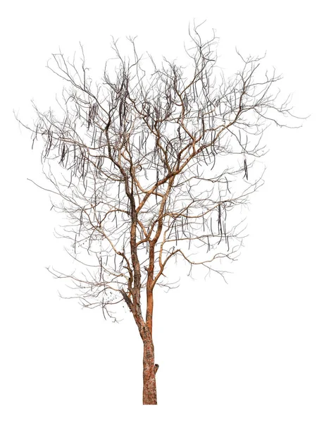 Мертве Дерево Ізольовано Білому Тлі Відсікаючий Контур — стокове фото
