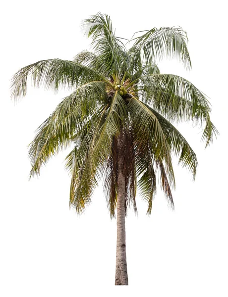 Kokospalme Isoliert Auf Weißem Hintergrund Schneideweg — Stockfoto