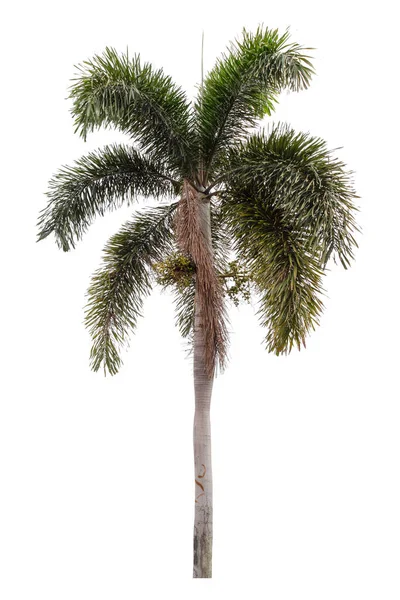 Манільська Пальма Ізольована Білому Тлі Шлях Обрізання — стокове фото