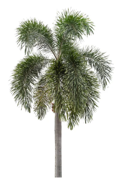 Die Manila Palme Ist Isoliert Auf Weißem Hintergrund Schneidpfad — Stockfoto