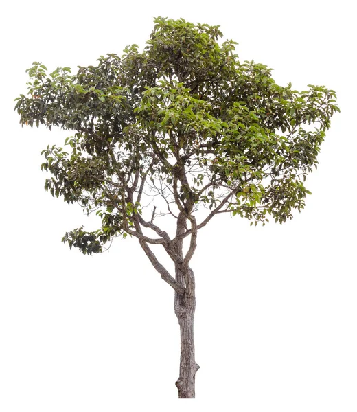 Grüner Baum Ist Isoliert Auf Weißem Hintergrund Schneidpfad — Stockfoto