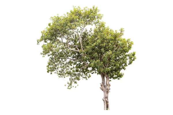 Copacul Verde Este Izolat Fundal Alb Cale Tăiere — Fotografie, imagine de stoc