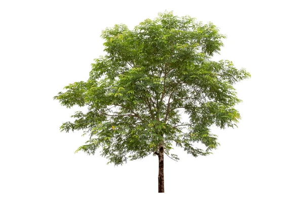 Zielone Drzewo Jest Odizolowane Białym Tle Ścieżka Wycinania — Zdjęcie stockowe