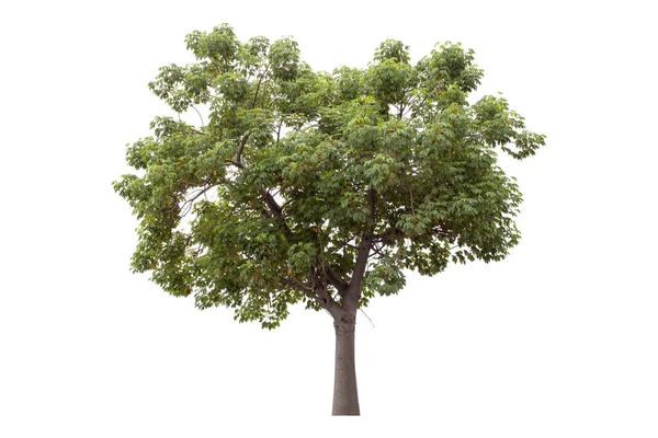 Зелене Дерево Ізольовано Білому Тлі Відсічний Контур — стокове фото