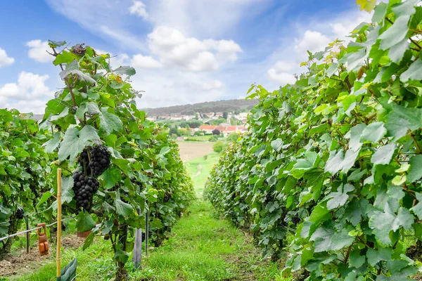 Řada Vinných Hroznů Vinicích Šampaňského Montagne Reims — Stock fotografie