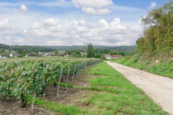 Raisin Vigne Rangs Dans Les Vignobles Champenois Montagne Reims — Photo