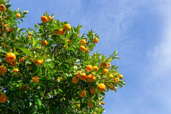 Farma Drzew Pomarańczowych Sad Pomarańczowy Świetle Porannym Prowincji Chiang Rai — Zdjęcie stockowe