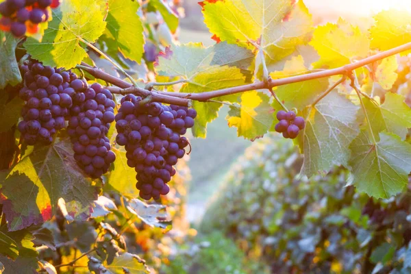 Close Vine Grapes Champagne Region Autumn Harvest Reims France — Stock Photo, Image