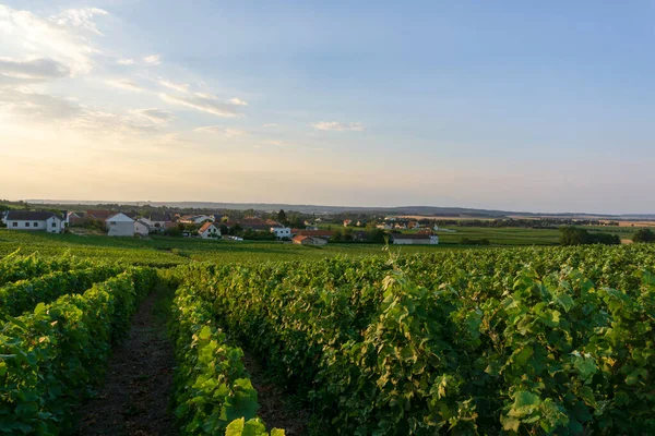Řada Vinných Hroznů Vinicích Šampaňského Montagne Reims — Stock fotografie