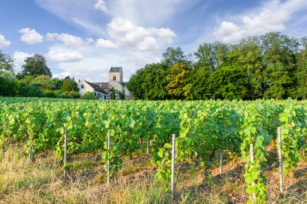 Reihenrebe Den Champagner Weinbergen Montagne Reims — Stockfoto