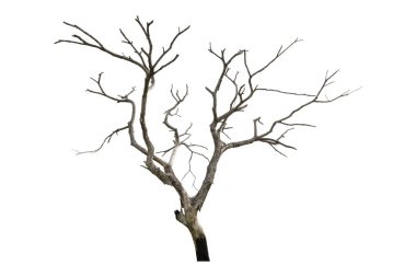 Beyaz arkaplanda izole edilmiş ölü ağaç, kırpma yolu