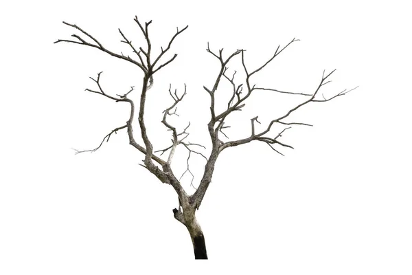 Dead Tree Isolated White Background Clipping Path — Stock Photo, Image