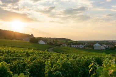 Montagne de Reims 'deki şampanyalı üzüm bağlarında sıra üzüm..