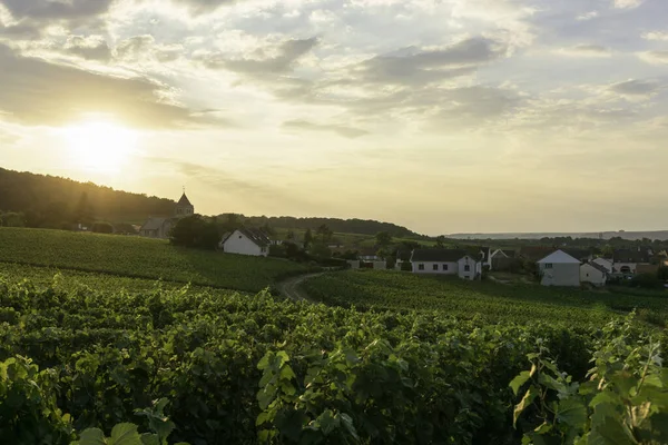 在Montagne Reims的香槟酒葡萄园里排葡萄 — 图库照片
