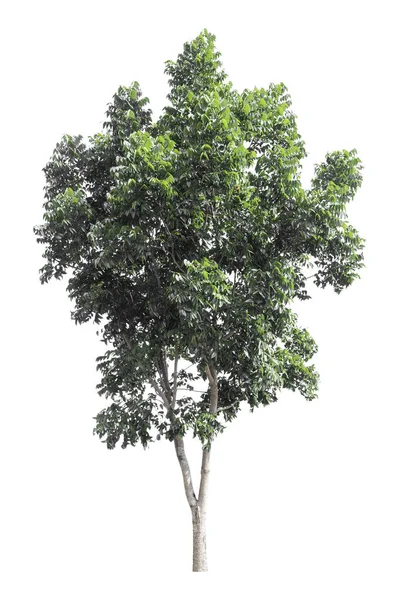 Πράσινο Δέντρο Απομονώνεται Λευκό Φόντο Διαδρομή Αποκοπής — Φωτογραφία Αρχείου
