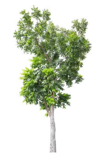 Зеленое Дерево Выделяется Белом Фоне Путь Вырезания — стоковое фото