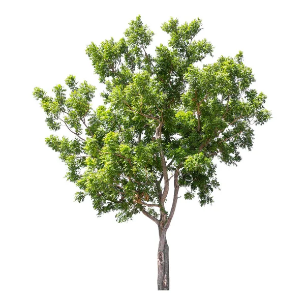 Árvore Verde Isolada Fundo Branco Caminho Recorte — Fotografia de Stock