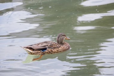 Şehir göletinde yüzen ördeğin yatay görüntüsü 