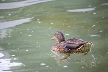 Şehir göletinde yüzen ördeğin yatay görüntüsü 
