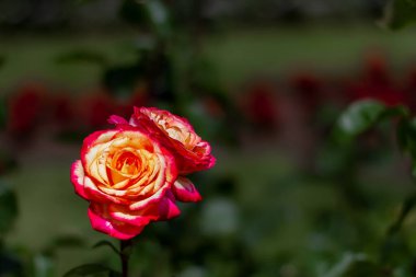 Güneşli bir günde, şehir bahçesindeki bir gülün yakın planında yatay manzara.