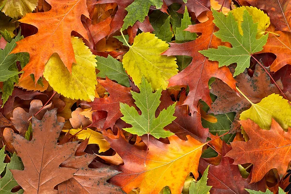 Πολύχρωμο Και Φωτεινό Φόντο Από Πεσμένα Φύλλα Του Φθινοπώρου Κορυφαία — Φωτογραφία Αρχείου