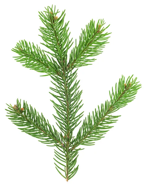 Větev Jedle Izolovaná Bílém Pozadí Pohled Shora Vánoční Jedle Nebo — Stock fotografie