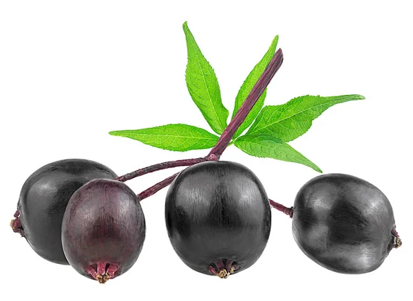 European Black Elderberry Κλαδί Από Elderberry Και Πράσινα Φύλλα Που — Φωτογραφία Αρχείου
