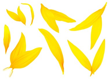 Beyaz arka planda izole edilmiş ayçiçeği taç yaprakları koleksiyonu. Düz yatıyordu