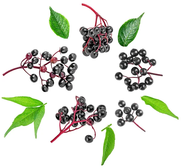 Büschel Schwarzer Holunderfrüchte Und Grüner Blätter Vereinzelt Auf Weißem Hintergrund — Stockfoto